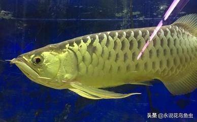 金龍魚吃食：金龍魚吃什么 金龍魚吃食：金龍魚吃什么 龍魚百科 第3張