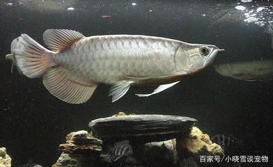 龍魚和虎魚打架加配魚（龍魚和虎魚打架時加入配魚的注意事項）