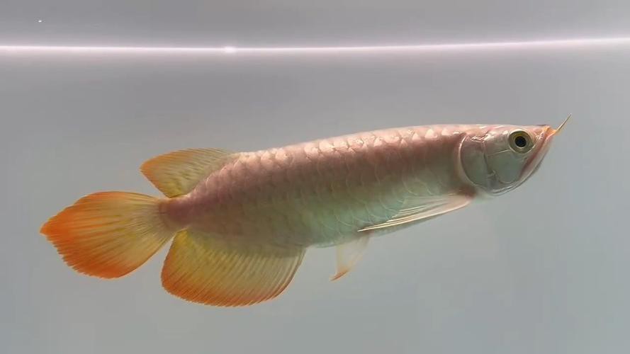 紅龍魚為什么這么貴啊圖片欣賞 紅龍魚為什么這么貴啊圖片欣賞 龍魚百科 第16張