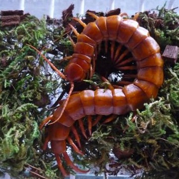 紅龍蜈蚣的繁殖周期是多久？