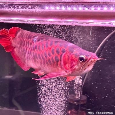 紅龍魚(yú)品種鑒別方法有哪些：紅龍魚(yú)體色變化原因 紅龍魚(yú)品種鑒別方法有哪些：紅龍魚(yú)體色變化原因 龍魚(yú)百科 第2張