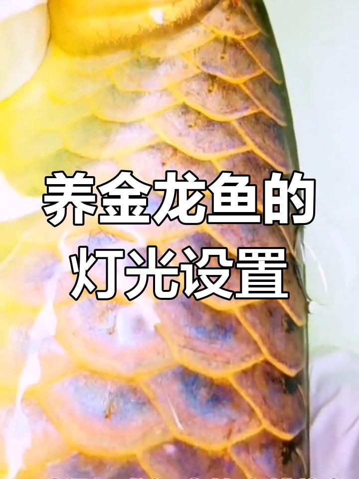 金龍魚用什么燈照比較好 金龍魚用什么燈照比較好 龍魚百科 第7張