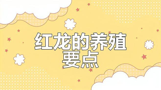 紅龍魚(yú)都喂什么東西好
