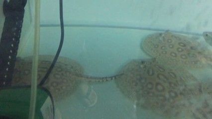 黑帝王魟魚批發(fā)：如何選擇健康的黑帝王魟魚