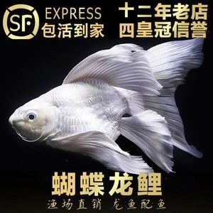 七彩龍魚可以和臺灣蝴蝶鯉魚混養嗎（七彩龍魚與臺灣蝴蝶鯉魚可以混養嗎？）