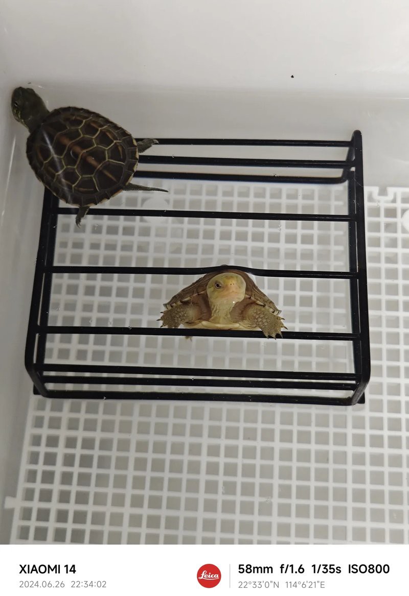金龍魚飼料可以喂龜嗎？