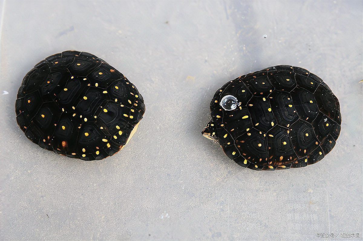 金龍魚飼料可以喂龜嗎？