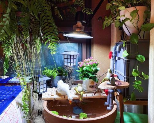 福龍魚有哪幾種：福龍魚是什么品種的龜？揭秘這一神秘水族生物