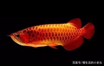 龍魚哪種好養活的，如何選擇一只好養活的龍魚