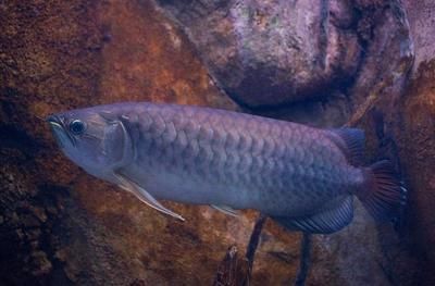 龍魚哪種好養活的，如何選擇一只好養活的龍魚