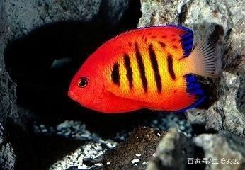 金龍魚能和七彩神仙魚混養嗎【金龍魚可以和七彩神仙魚混養嗎？】 金龍魚能和七彩神仙魚混養嗎【金龍魚可以和七彩神仙魚混養嗎？】 龍魚百科 第3張