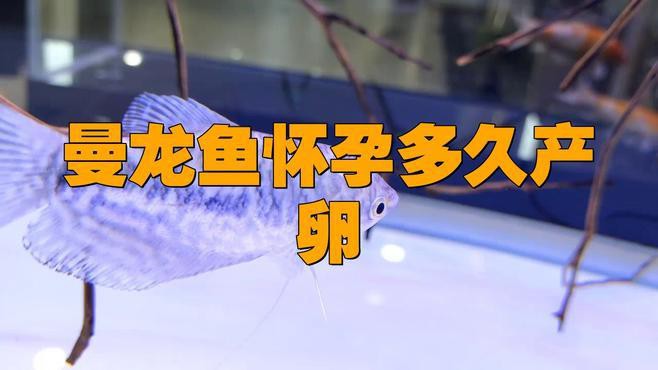 如何養曼龍魚