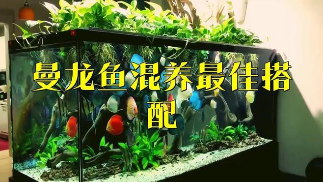 如何養曼龍魚