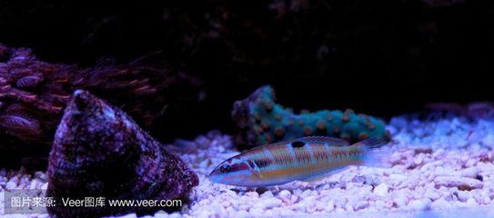 龍魚是海水魚嗎：龍魚是海水還是淡水魚