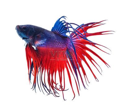 金龍魚上色方法：金龍魚上色方法，