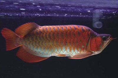 紅龍魚眼睛有白點：紅龍魚眼睛出現白點可能是由于以下幾個原因導致的 紅龍魚眼睛有白點：紅龍魚眼睛出現白點可能是由于以下幾個原因導致的 龍魚百科 第1張