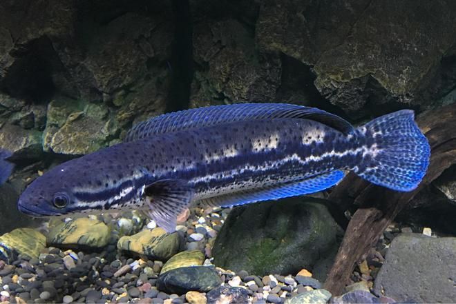 養雷龍魚用什么過濾器比較好：如何選擇適合養雷龍魚的過濾器
