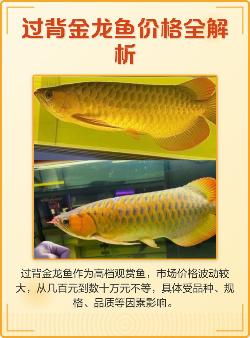 養殖金龍魚多少錢一條