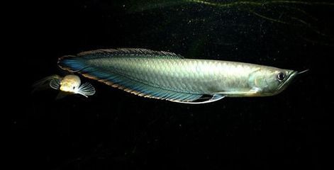 黑色龍魚有賣的嘛多少錢：黑色龍魚有賣的嘛 黑色龍魚有賣的嘛多少錢：黑色龍魚有賣的嘛 龍魚百科 第2張