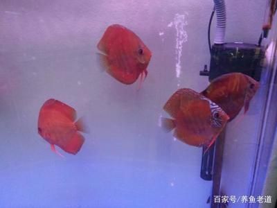 藍(lán)帆眼斑魚飼料品牌推薦：藍(lán)帆眼斑魚飼料及牌子推薦