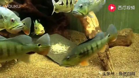 藍(lán)帆眼斑魚飼料品牌推薦：藍(lán)帆眼斑魚飼料及牌子推薦