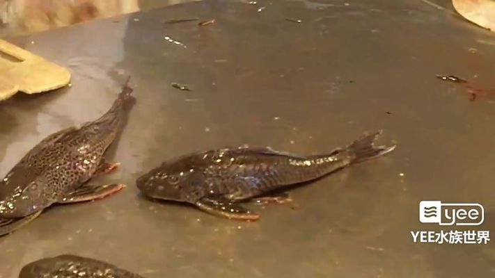 龍魚吃清道夫能消化嗎（龍魚吃清道夫能消化清道夫嗎，）