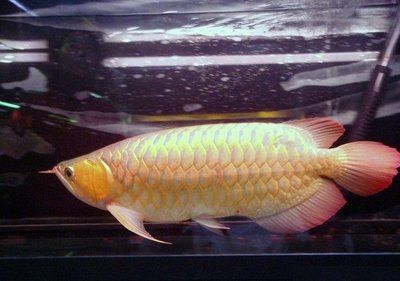 白金龍魚價格表（白金龍魚價格多少錢一條）