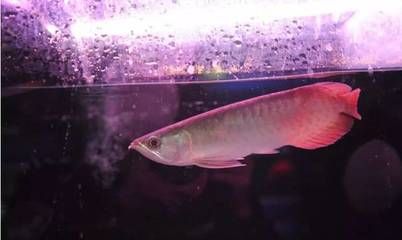 龍魚證書編號查詢（如何查詢龍魚證書編號） 龍魚證書編號查詢（如何查詢龍魚證書編號） 龍魚百科 第5張