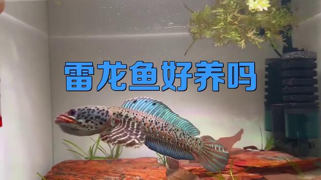 最好養(yǎng)的雷龍魚