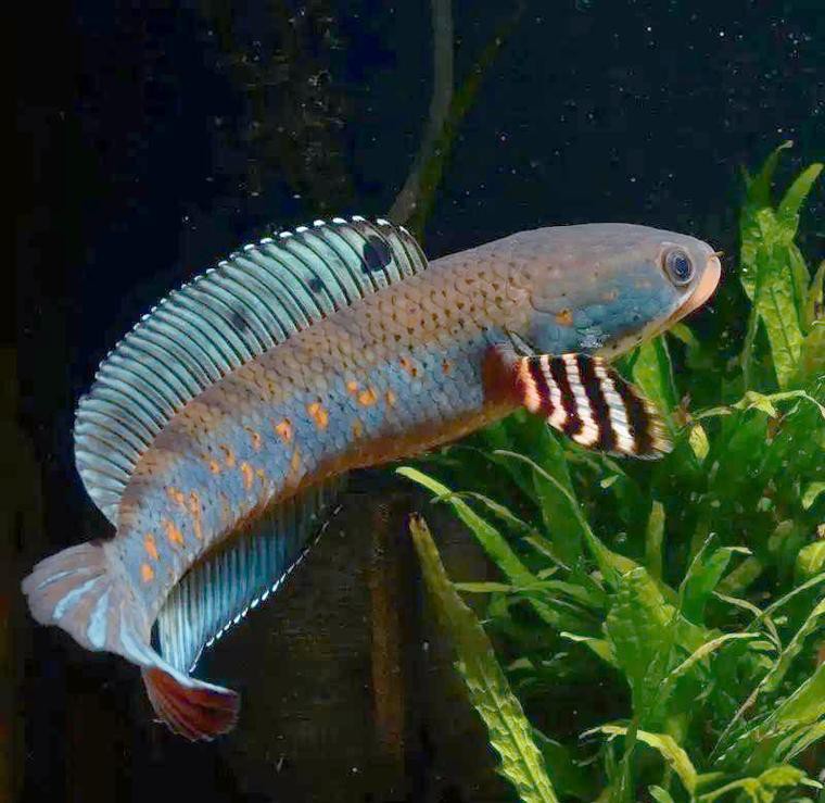 最好養(yǎng)的雷龍魚