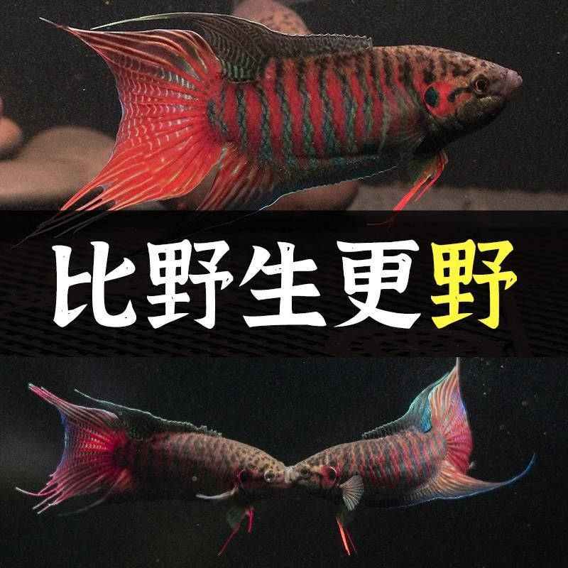 雷龍魚耐活嗎