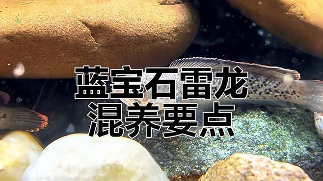 什么魚能和雷龍魚混養一起