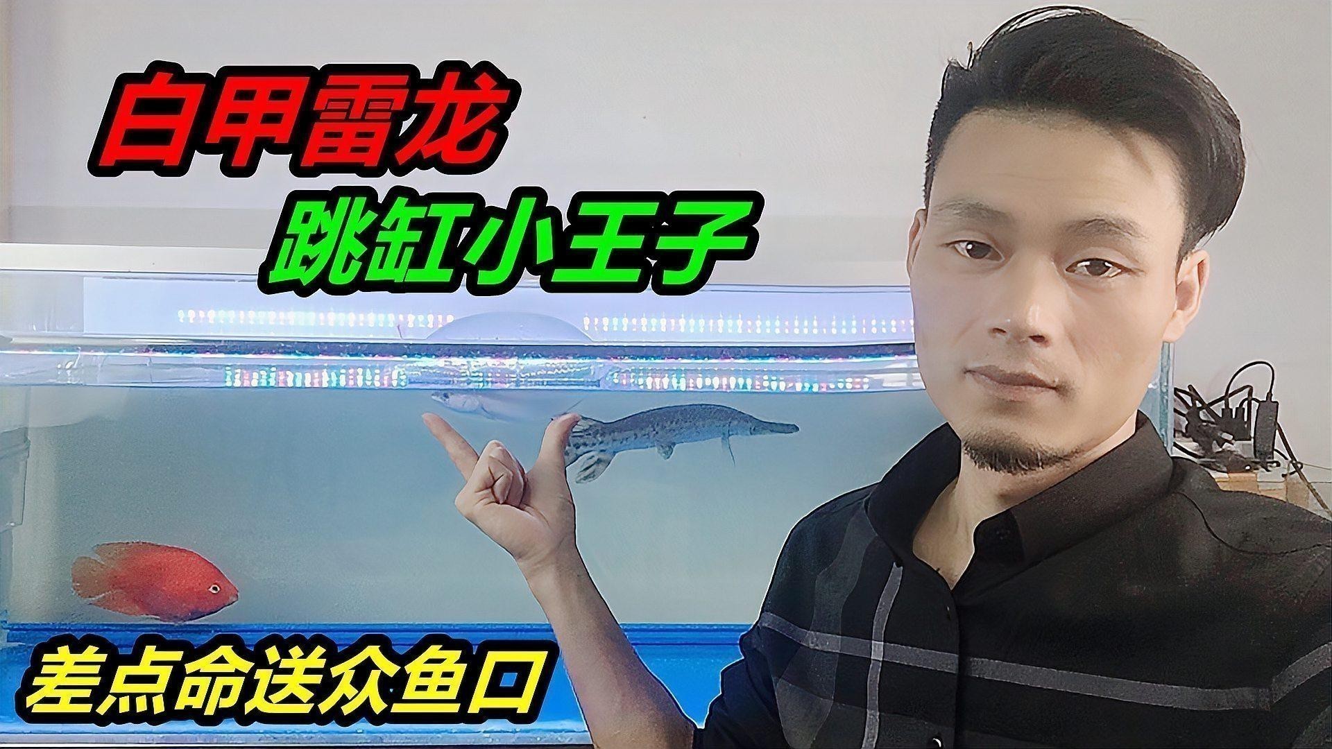 什么魚能和雷龍魚混養一起