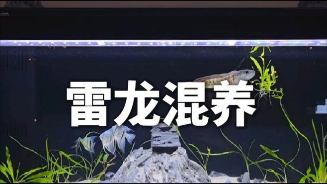 什么魚能和雷龍魚混養一起