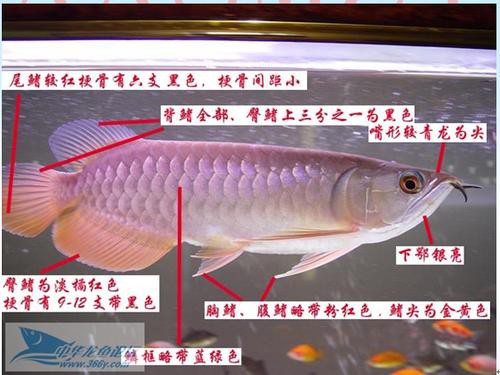 火龍魚怎么分公母圖片對比