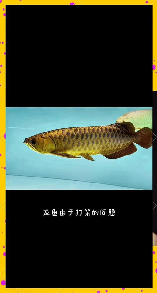 火龍魚怎么分公母圖片對比