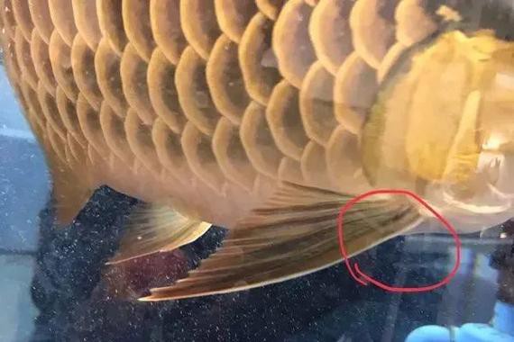 火龍魚怎么分公母圖片對比