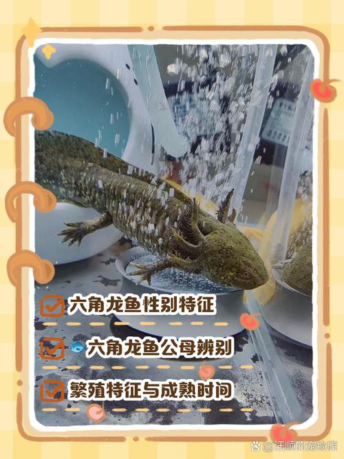 火龍魚怎么分公母圖片對比