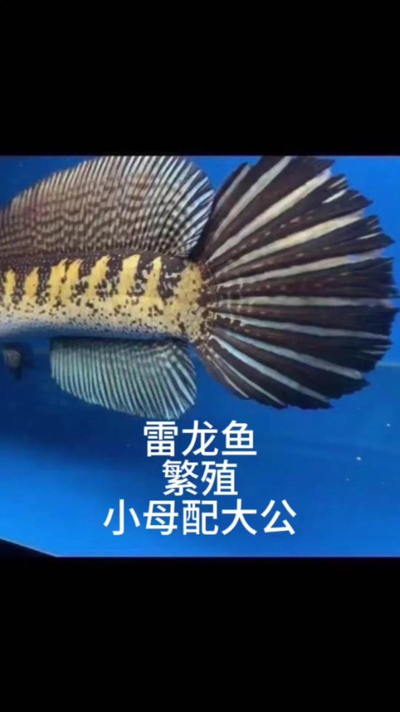 火龍魚怎么分公母圖片對比