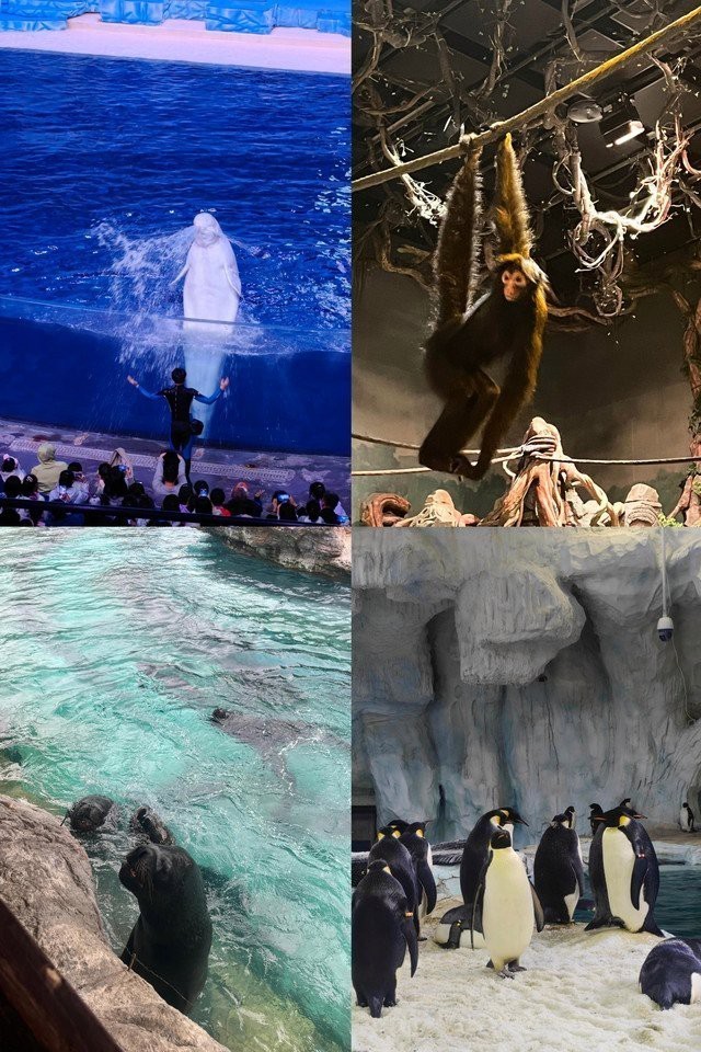 珠海水族館 龍魚世家水族館認真開放