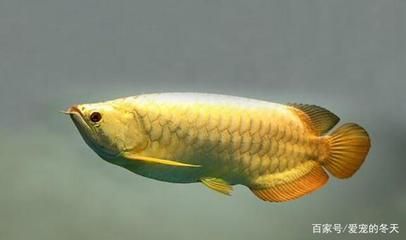 龍魚能食用嗎（觀賞龍魚與食用龍魚的區別）