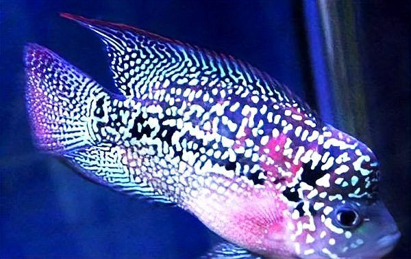 羅漢魚10塊錢一斤貴嗎 龍魚百科 第3張 羅漢魚10塊錢一斤貴嗎 羅漢魚10塊錢一斤貴嗎 龍魚百科 第3張