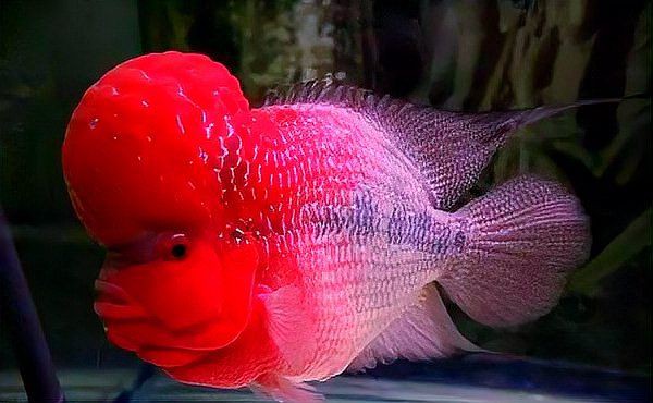 羅漢魚10塊錢一斤貴嗎 龍魚百科 第1張 羅漢魚10塊錢一斤貴嗎 羅漢魚10塊錢一斤貴嗎 龍魚百科 第1張