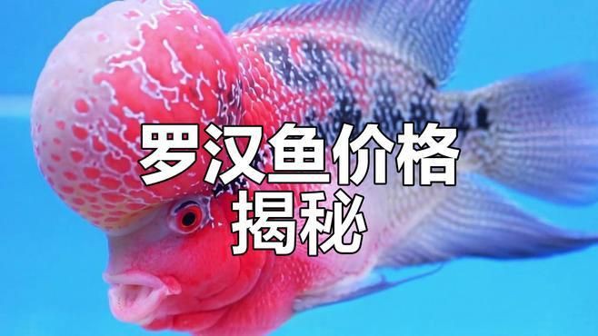 羅漢魚10塊錢一斤貴嗎 龍魚百科 第4張 羅漢魚10塊錢一斤貴嗎 羅漢魚10塊錢一斤貴嗎 龍魚百科 第4張