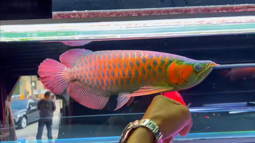 最好看的紅龍魚圖片大全欣賞