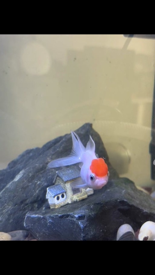 最好看的紅龍魚圖片大全欣賞