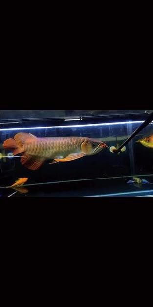 最好看的紅龍魚圖片大全欣賞