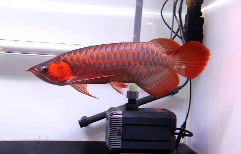 最好看的紅龍魚圖片大全欣賞