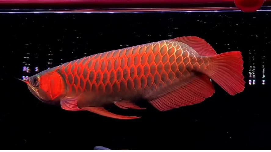 最好看的紅龍魚圖片大全欣賞