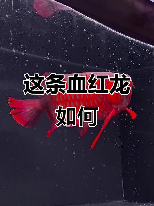 最好看的紅龍魚圖片大全欣賞